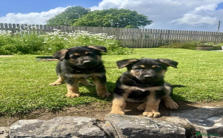 German Shepherd dogs - Advert 4