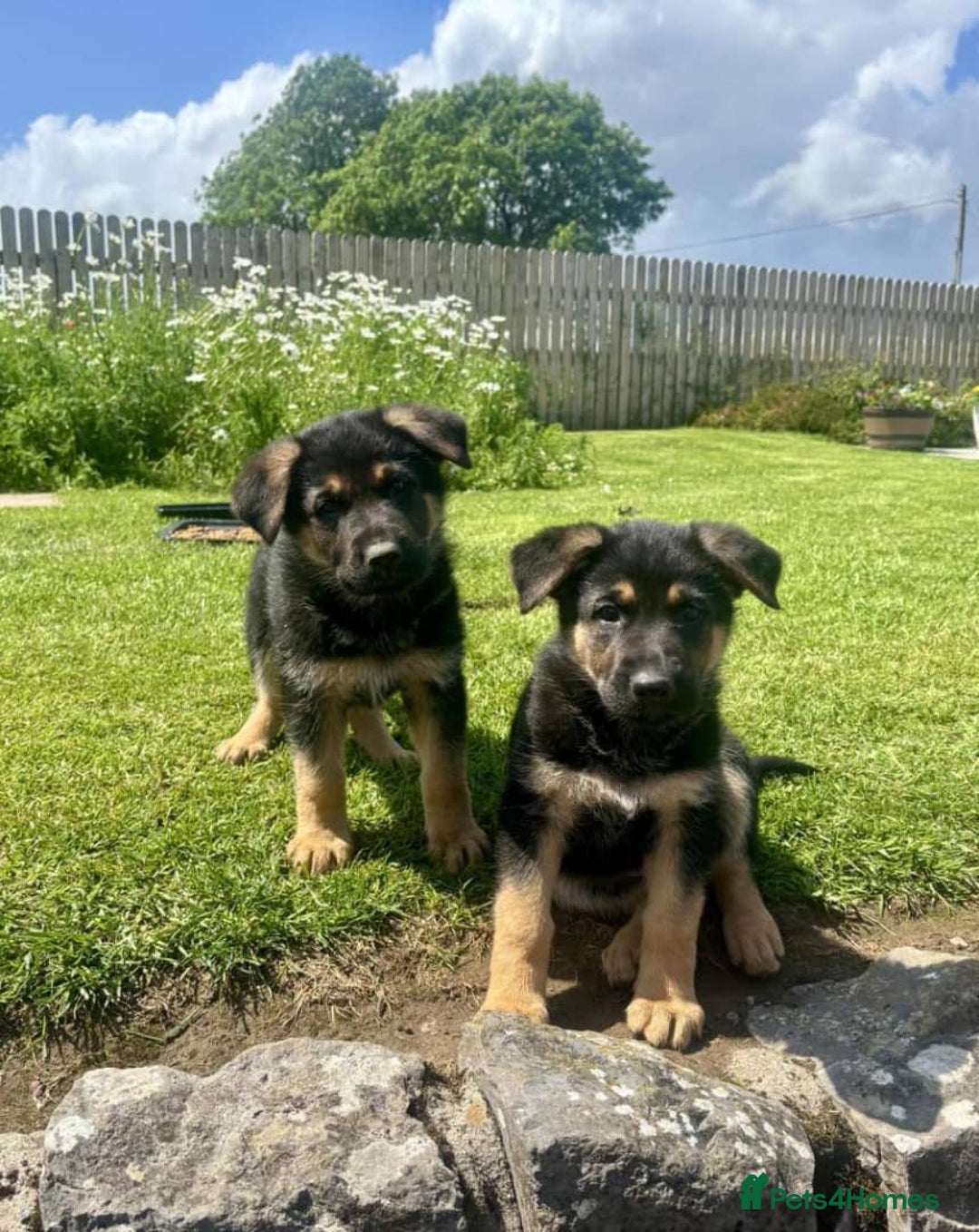 German Shepherd dogs for sale: Outstanding Male & Female German Shepherd Puppies - Image 1