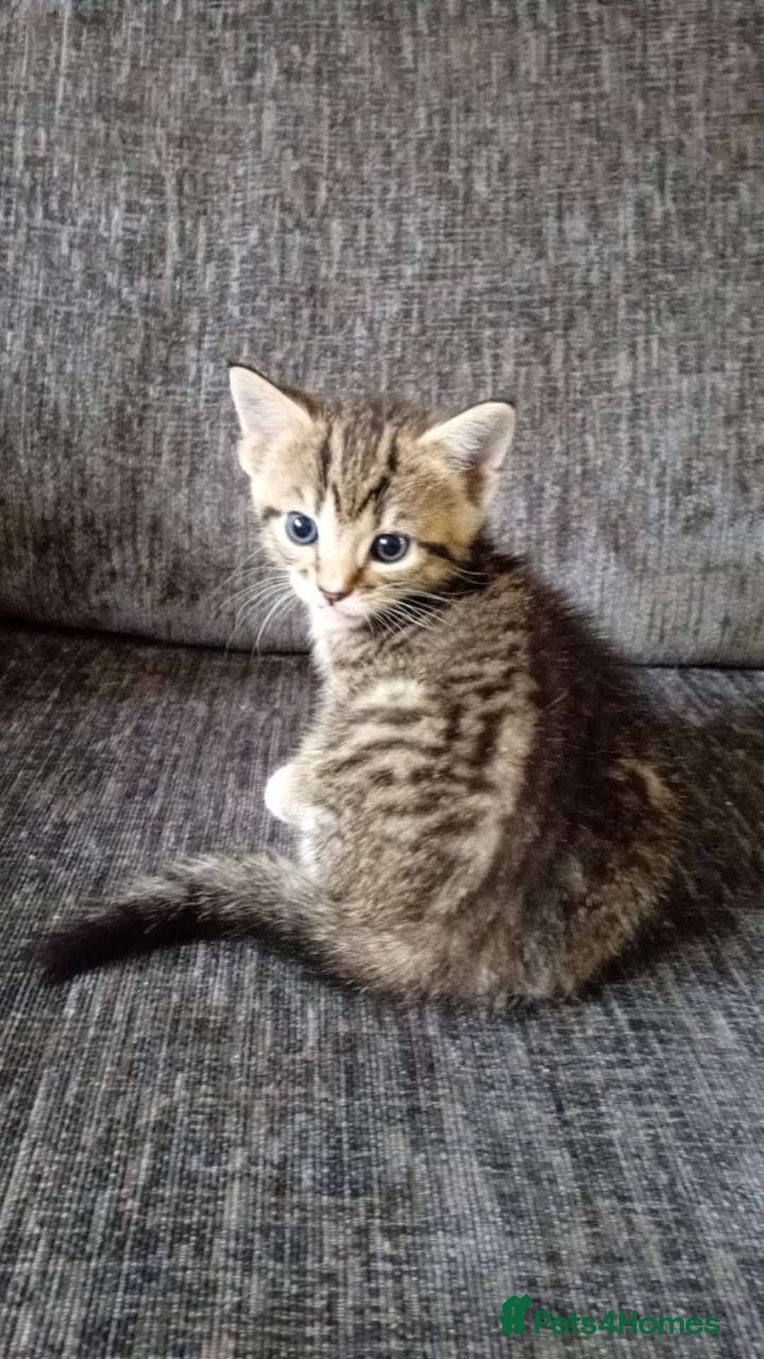 Mixed Breed cats for sale: CREAM male & Tabby female.  - Image 2