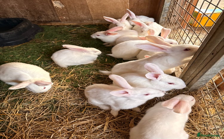 New Zealand rabbits - Advert 1