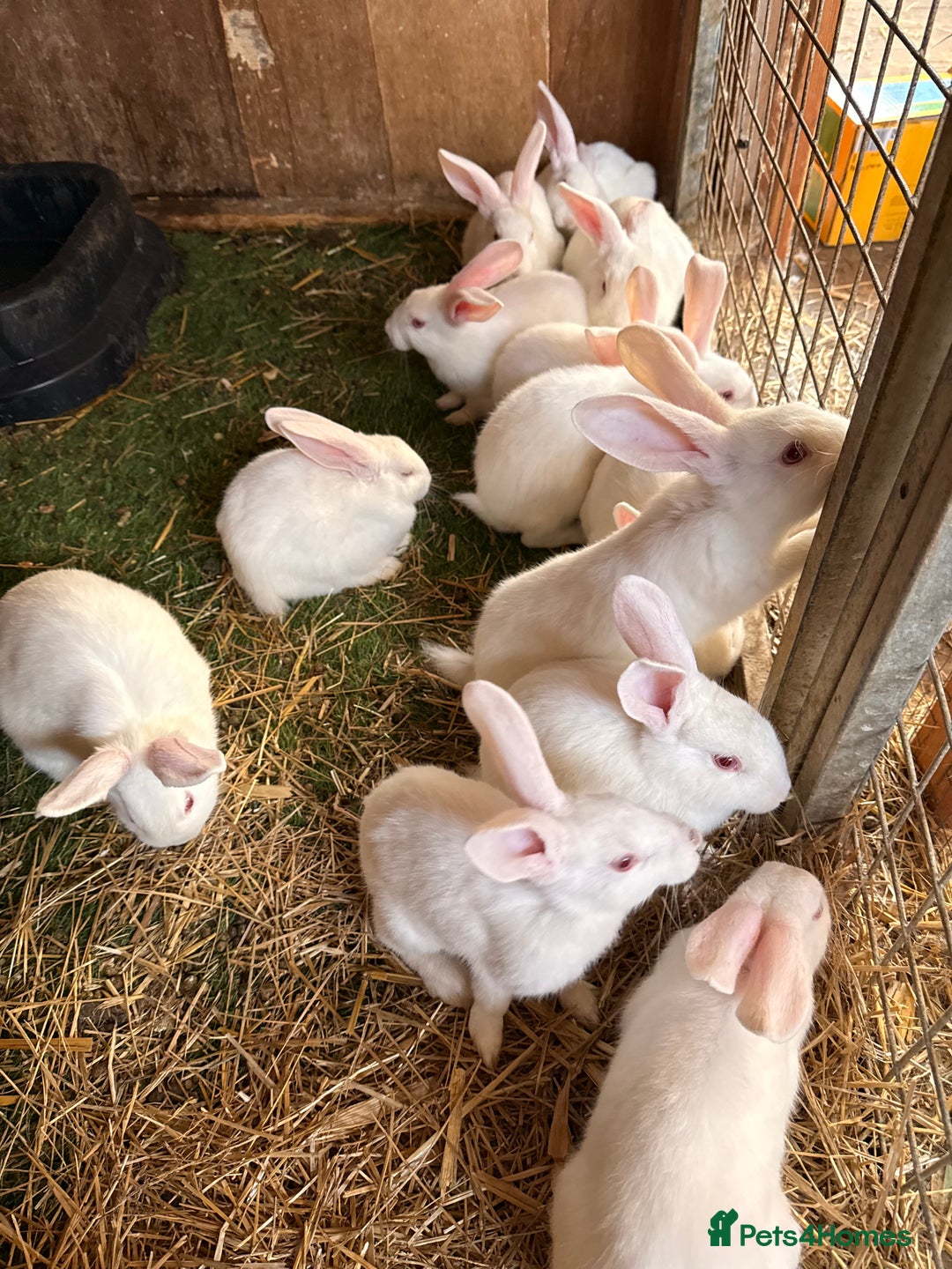 New Zealand rabbits for sale: Newzealand baby rabbits - Image 1