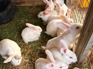 New Zealand rabbits - Advert 2