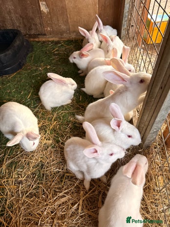 New Zealand rabbits Newzealand baby rabbits - Advert 3