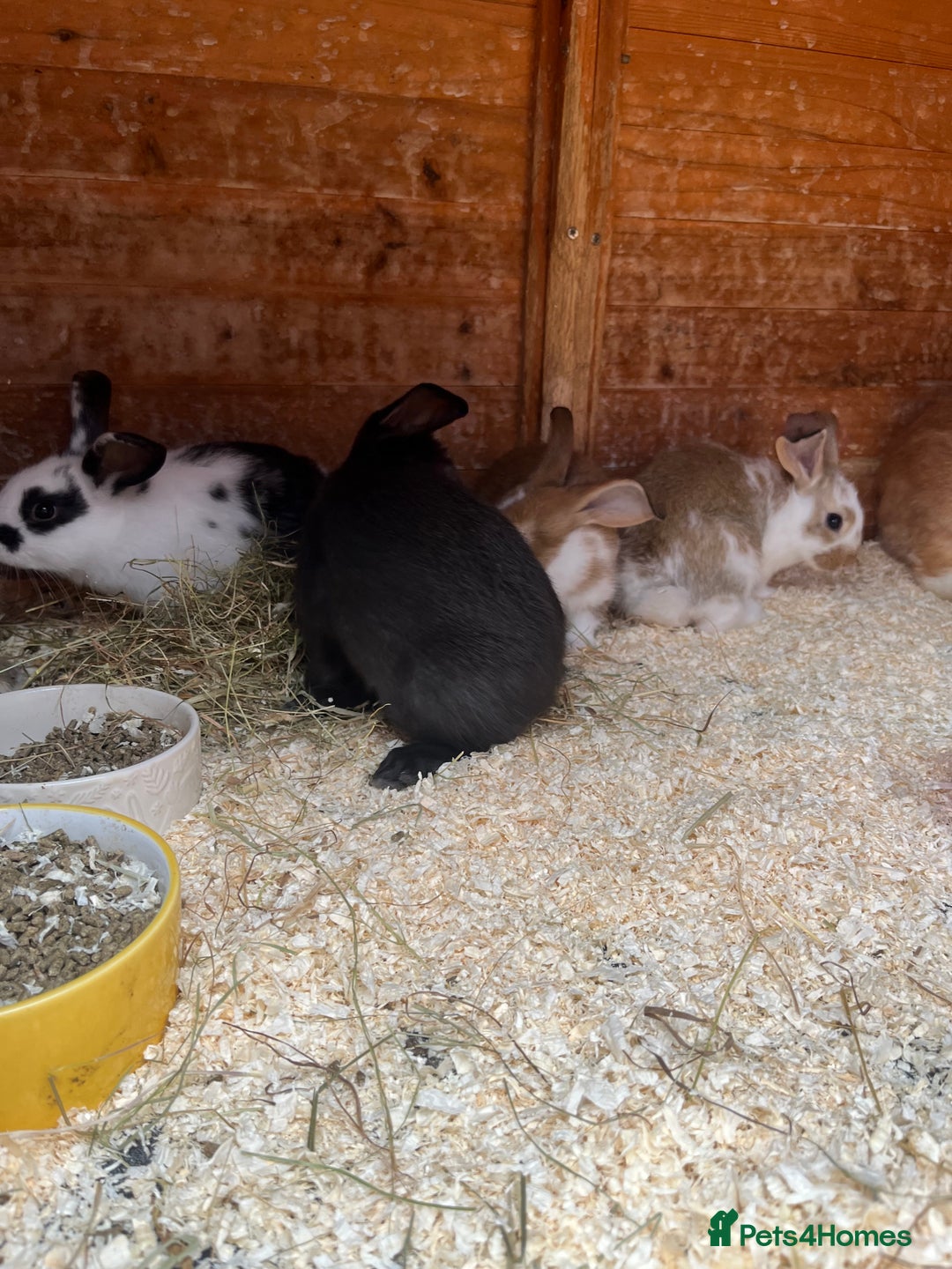 Mixed Breed rabbits for sale: Bunnies looking for a forever home! - Image 5