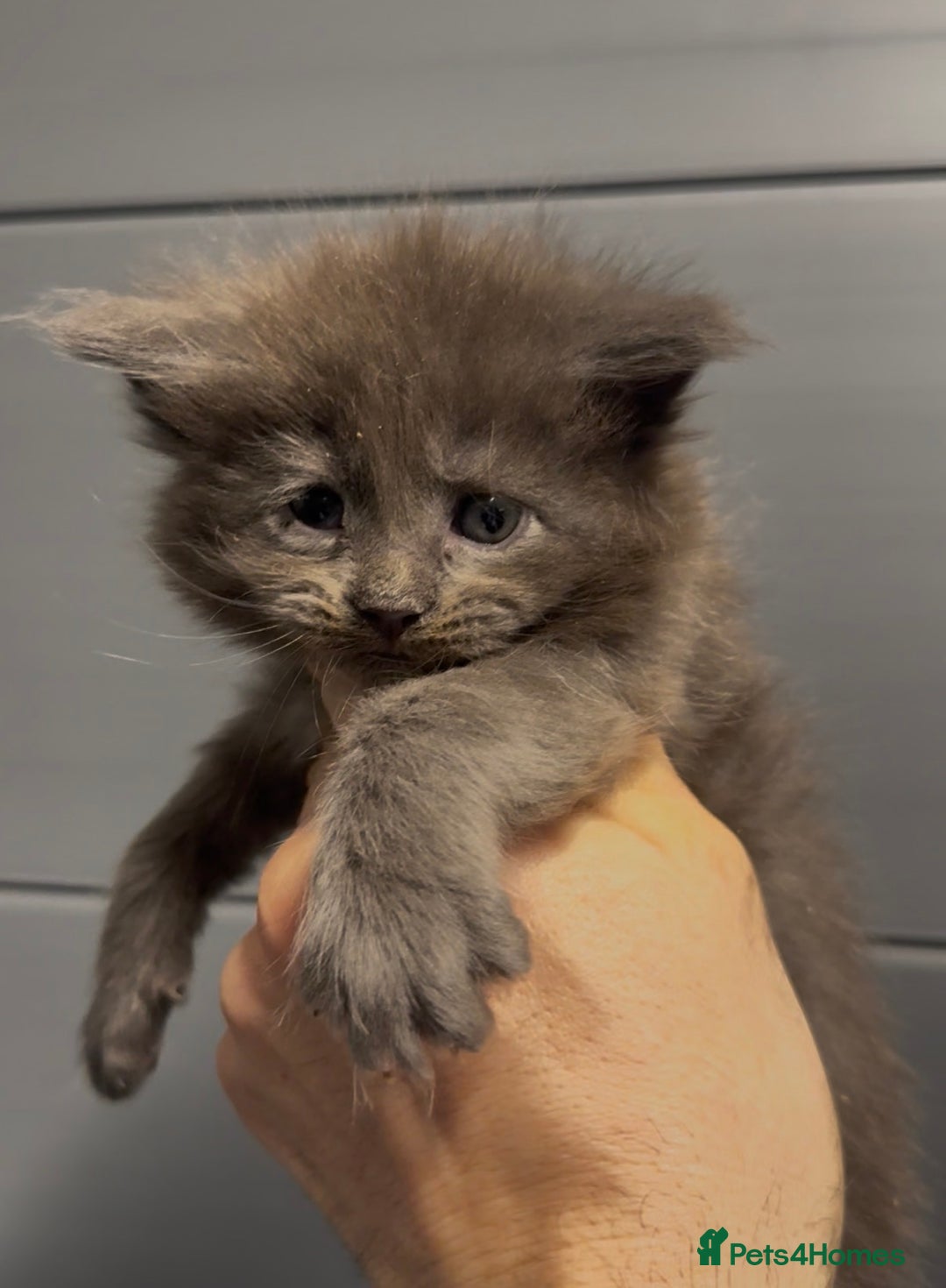 Maine Coon cats for sale: XL maine coon kittens Russia bloodlines  - Advert 1