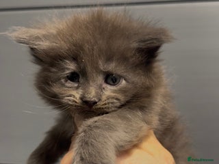 Maine Coon cats XL maine coon kittens Russia bloodlines - Advert 1