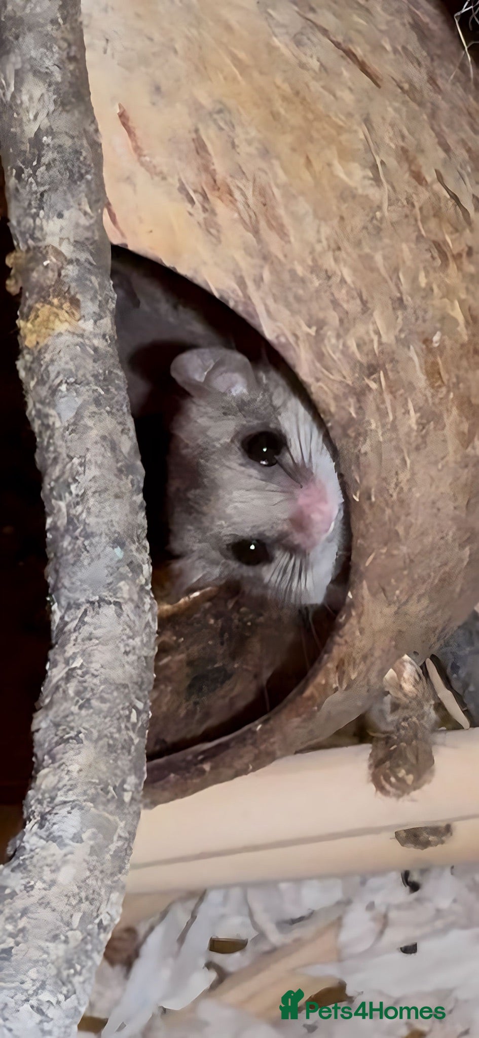Mouse rodents 2 female African Pygmy Dormouse Microsquirrels - Advert 1