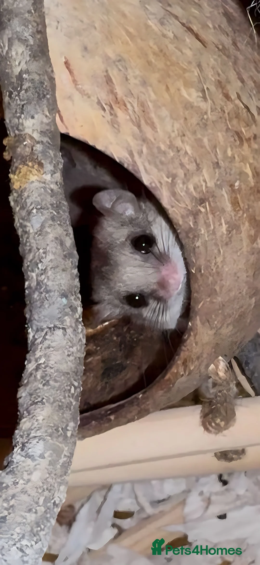 Mouse rodents for sale: 2 female African Pygmy Dormouse Microsquirrels in Bicester - Advert 1