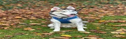 Mixed Breed dogs for sale: Belgium malinois x husky in Jarrow - Advert 9