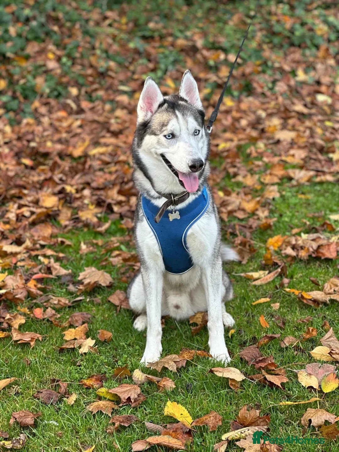 Mixed Breed dogs for sale: Belgium malinois x husky in Jarrow - Advert 9