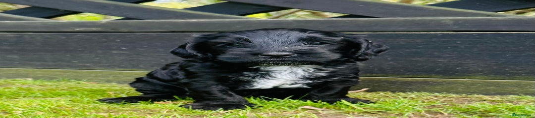 Cockapoo Puppy 2