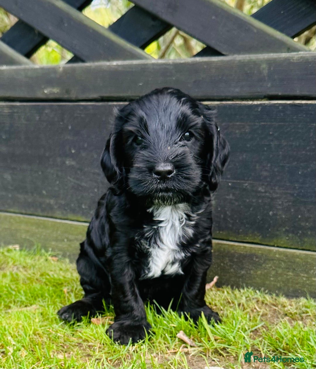 Cockapoo dogs for sale: Beautiful Cockapoo Puppies - Image 9