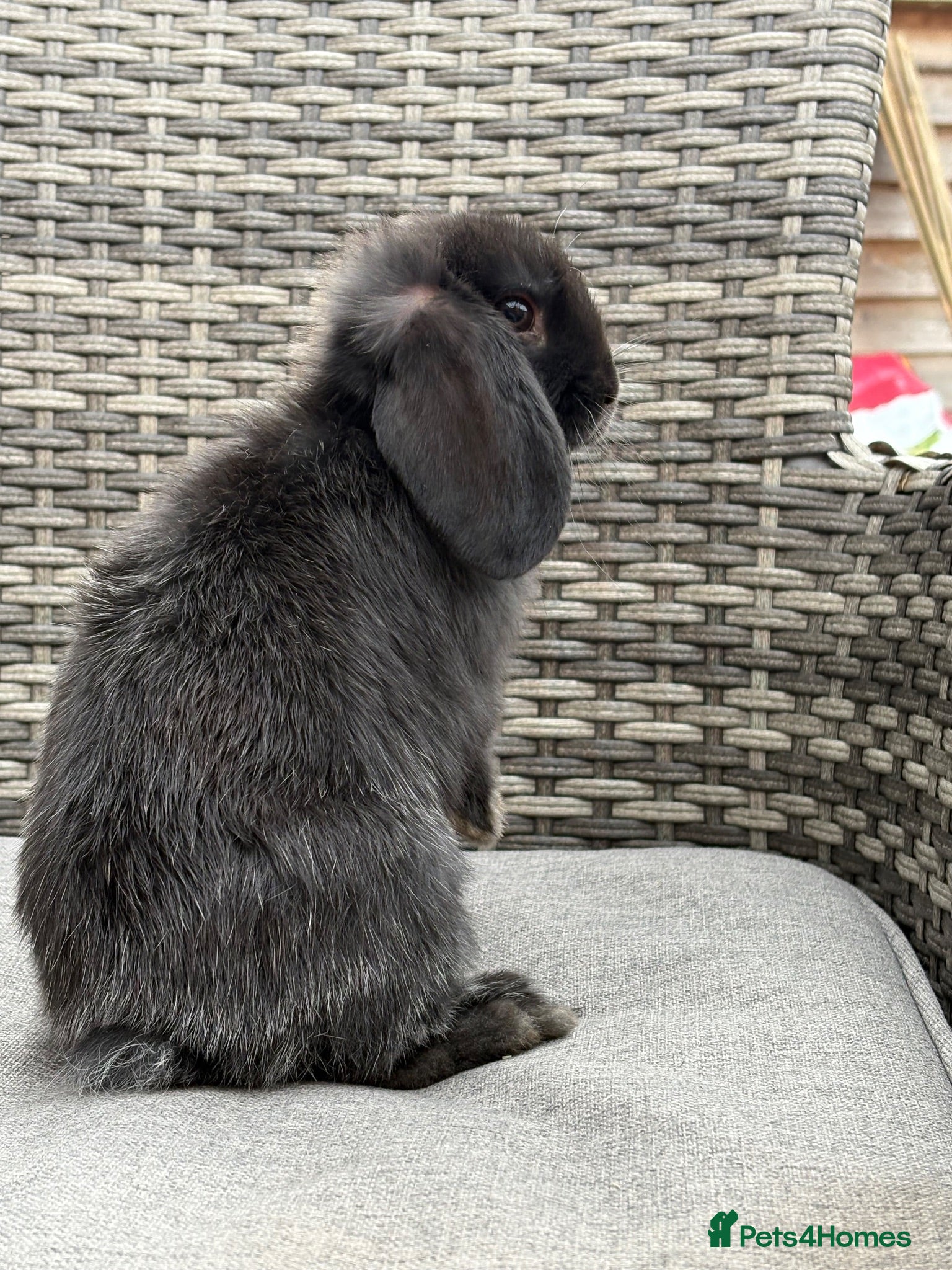 Mini Lop rabbits Mini Lop for sale - Advert 1