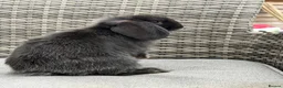 Mini Lop rabbits for sale: Mini Lop for sale in Tewkesbury - Advert 1
