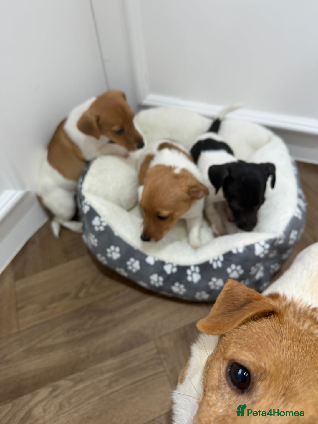 Jack Russell dogs for sale: jackrussel puppies - Advert 6