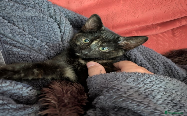 Mixed Breed cats - Advert 14