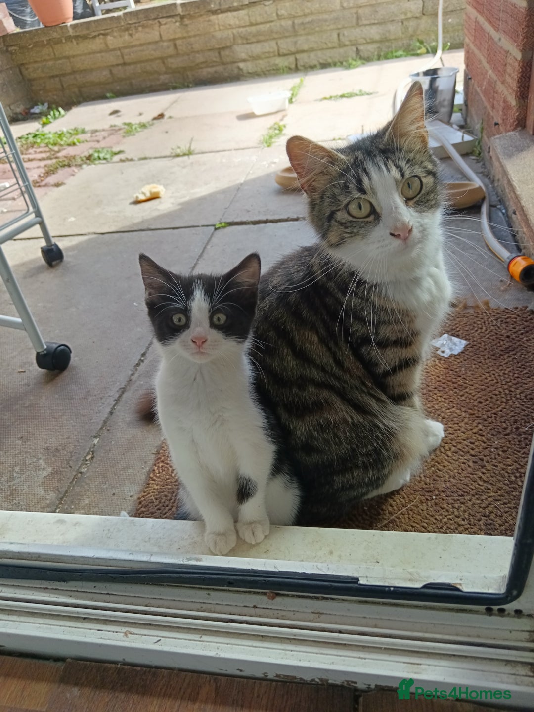 European cats for sale: Female kittens  - Image 6