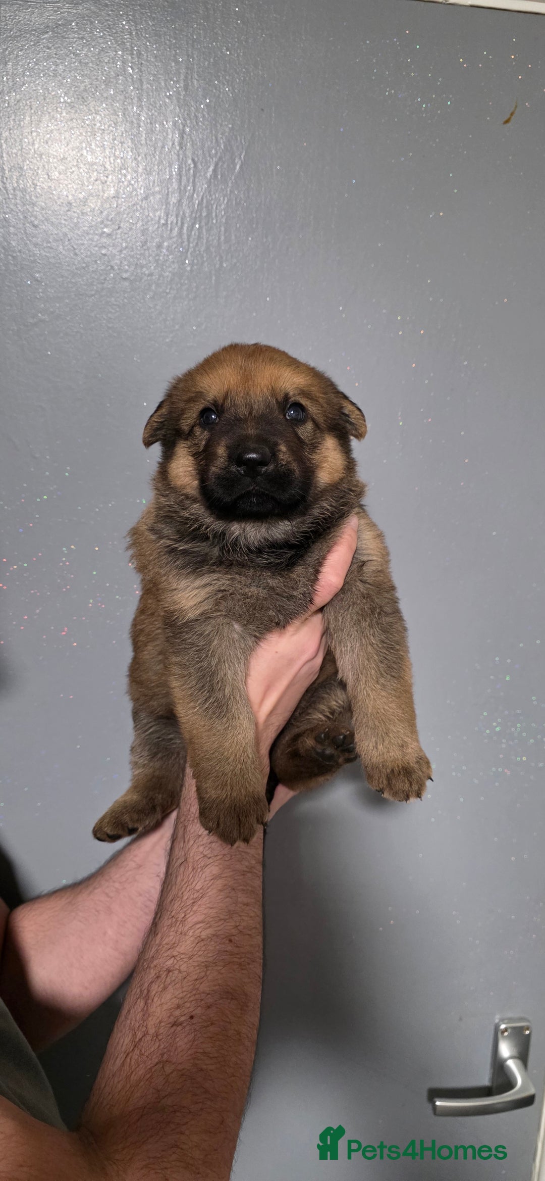 German Shepherd dogs for sale: German Shepherd puppies for sale - Advert 9