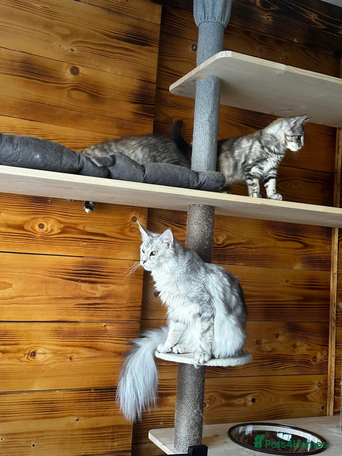 Maine Coon cats Maine Coon kittens - Advert 1