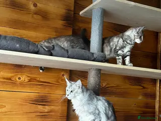 Maine Coon cats Maine Coon kittens - Advert 1