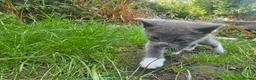 Mixed Breed cats for sale: 5 beautiful kittens  - Advert 10