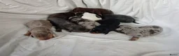 Miniature Dachshund dogs for sale: Miniature dachshund  - Advert 5