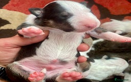 English Bull Terrier dogs for sale: English bull terrier puppy’s  - Image 9