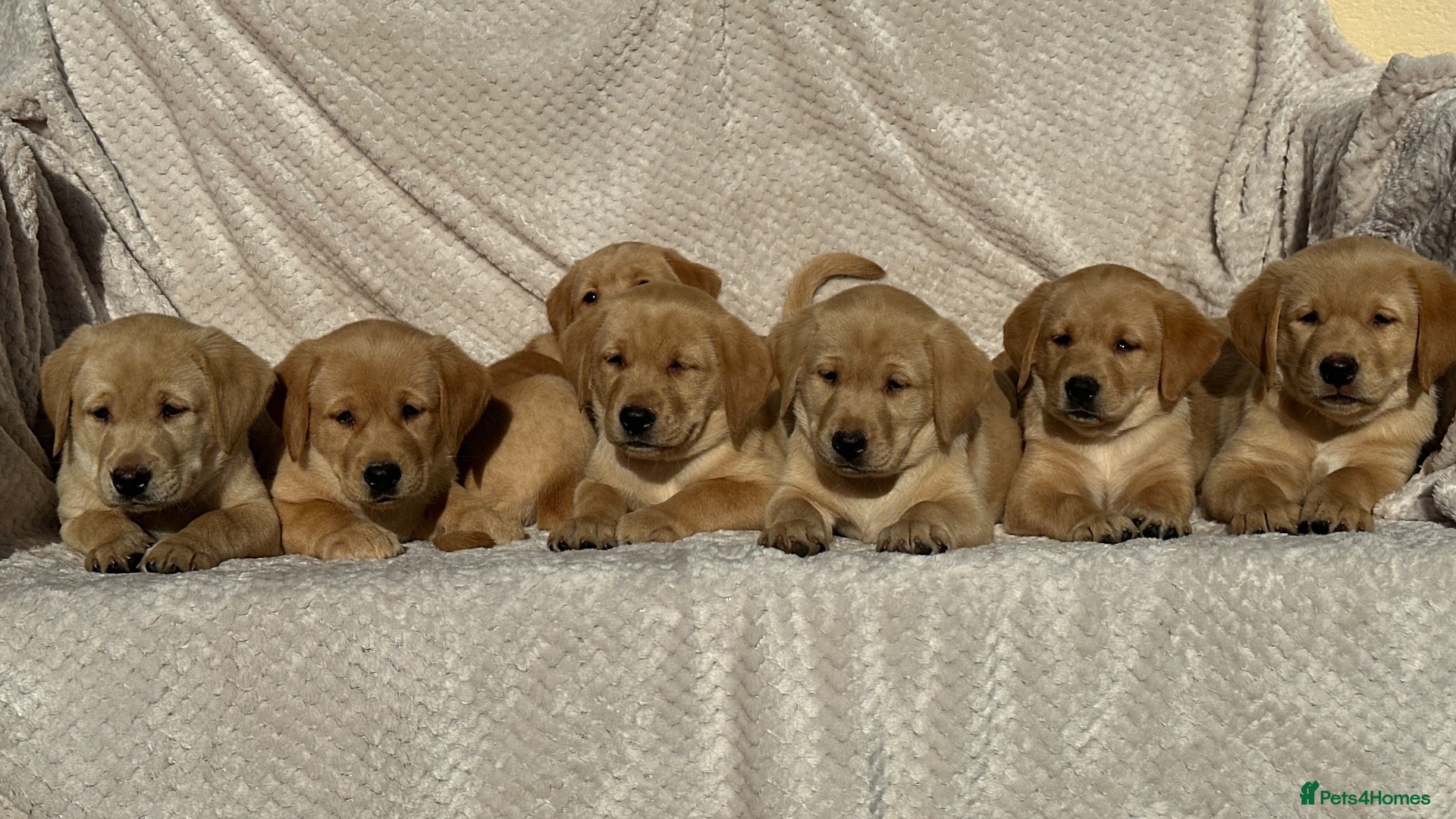 Labrador Retriever dogs Beautiful litter of KC reg Labrador puppies  - Advert 1