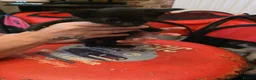 Sphynx cats for sale: Sphynx cross kittens in North Shields - Advert 7