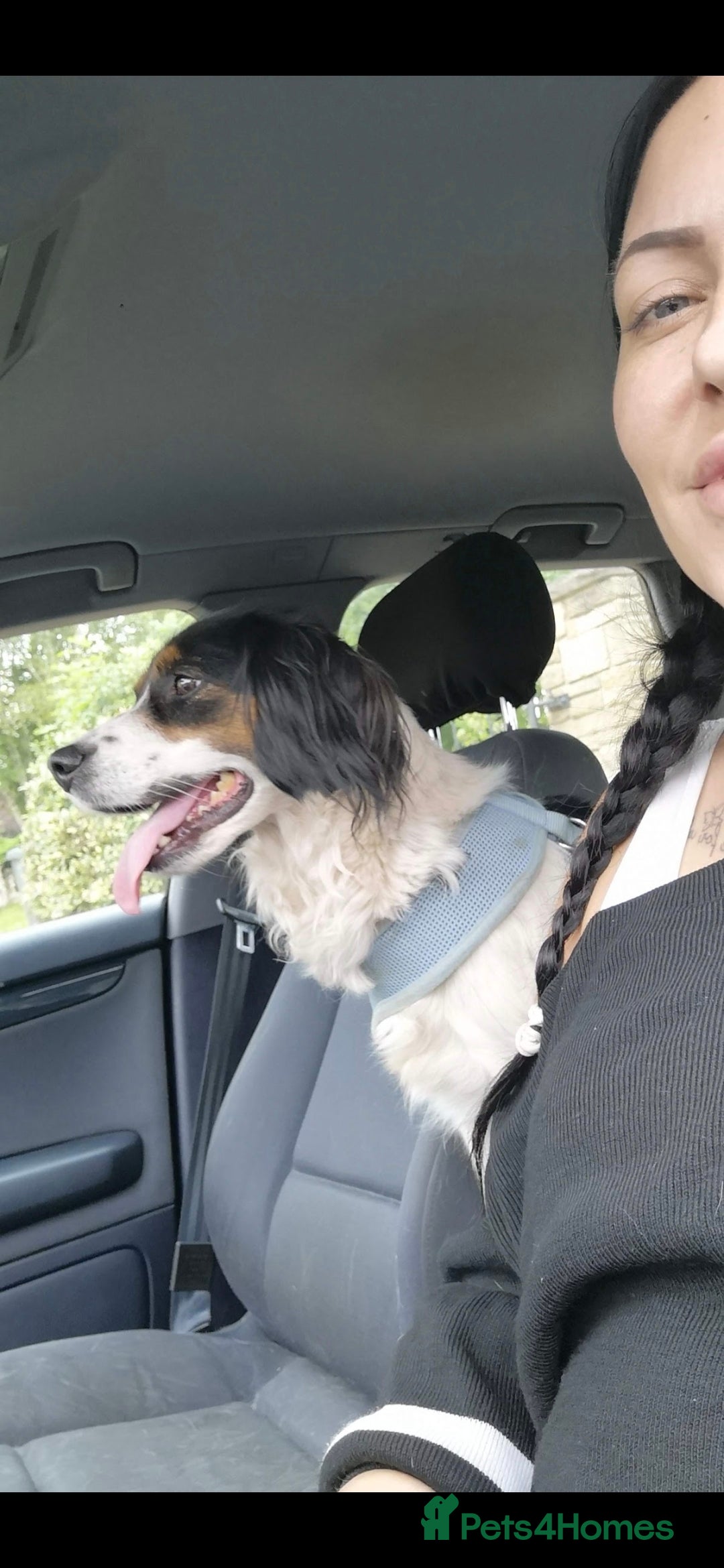 Mixed Breed dogs for sale: 2 female older dogs  - Image 12