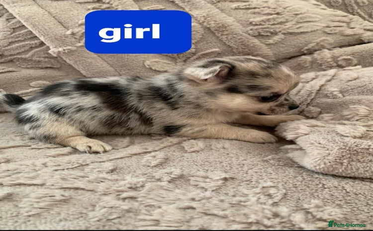 Pomchi dogs - Advert 1