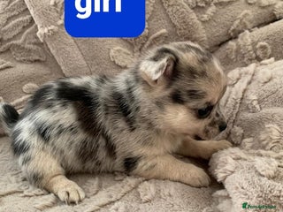 Pomchi dogs - Advert 8