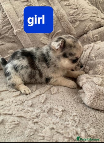 Pomchi dogs - Advert 1