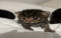 British Shorthair cats for sale: British shorthair, Russian blue and Persian mix   - Image 14