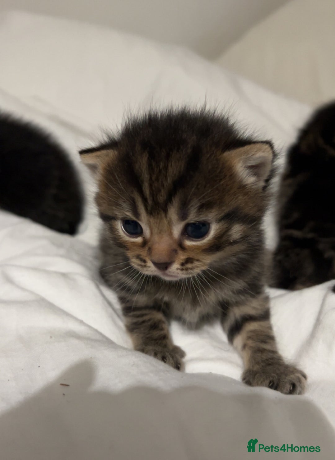 British Shorthair cats for sale: British shorthair, Russian blue and Persian mix   - Image 14