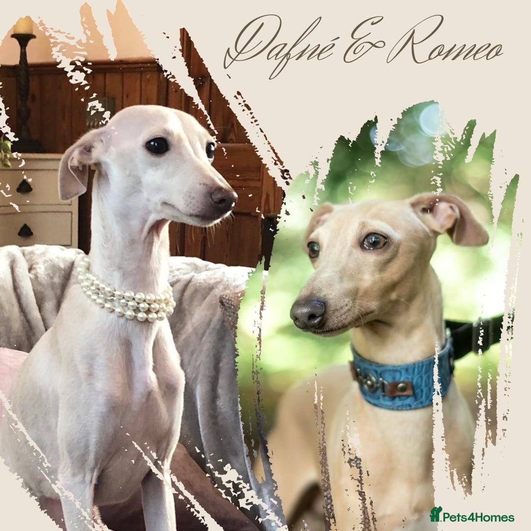 Italian Greyhound dogs KC Italian greyhound puppies East. Europ lineage - Advert 1