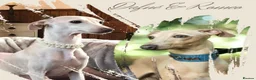 Italian Greyhound dogs for sale: KC Italian greyhound puppies East. Europ lineage - Advert 1
