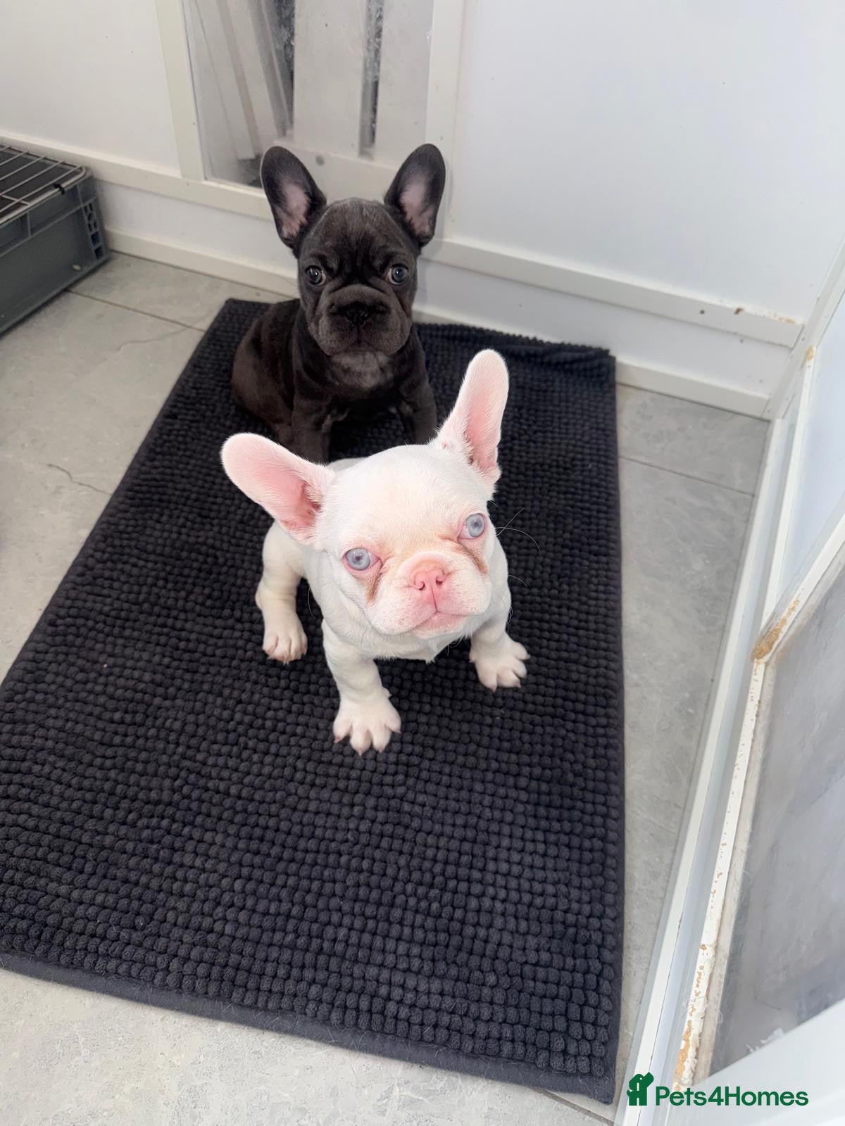 French Bulldog dogs Fluffy and Pink - Advert 1