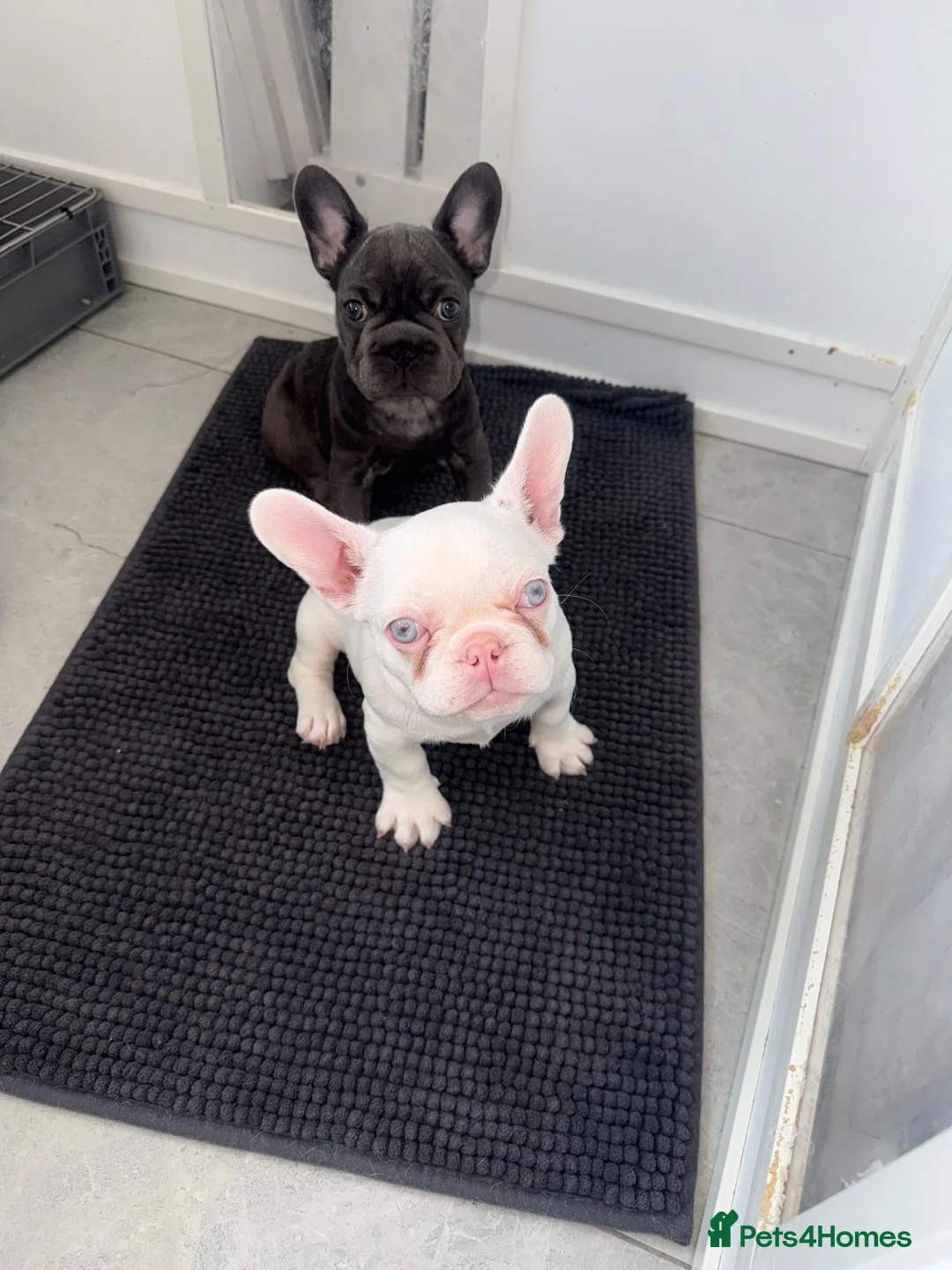 French Bulldog dogs for sale: Fluffy and Pink - Advert 1