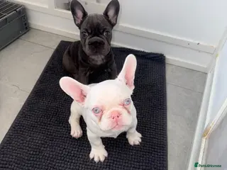 French Bulldog dogs Fluffy and Pink - Advert 1