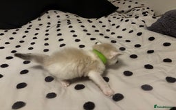 Ragdoll cats for sale: Ragdoll kittens  - Image 24