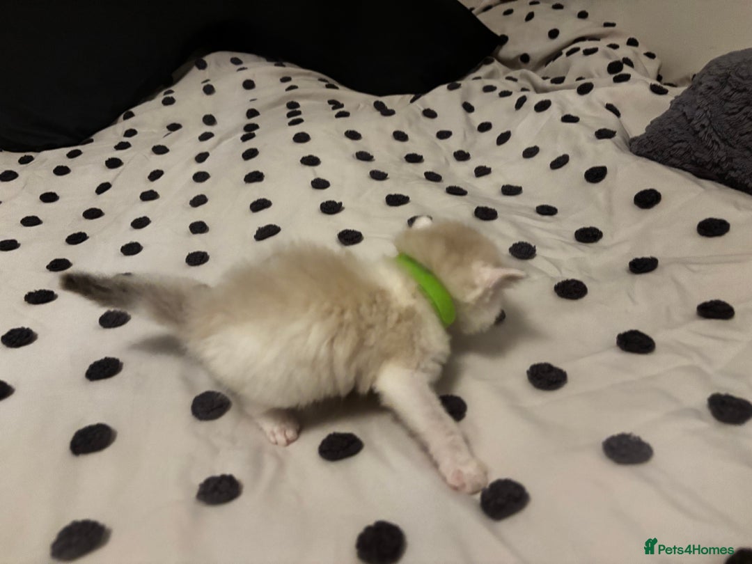 Ragdoll cats for sale: Ragdoll kittens  - Image 24