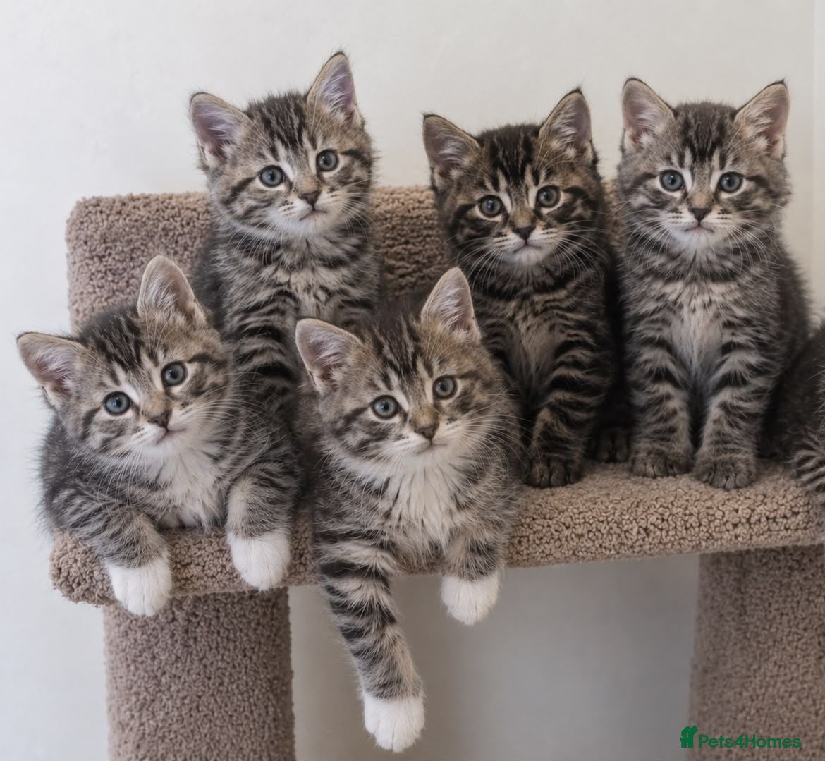 Mixed Breed cats Cute tabby kittens 8 weeks - Advert 8