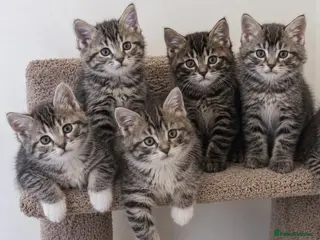 Mixed Breed cats Cute tabby kittens 8 weeks - Advert 8