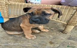 Mixed Breed dogs for sale: Beautiful boy puppy  - Image 9