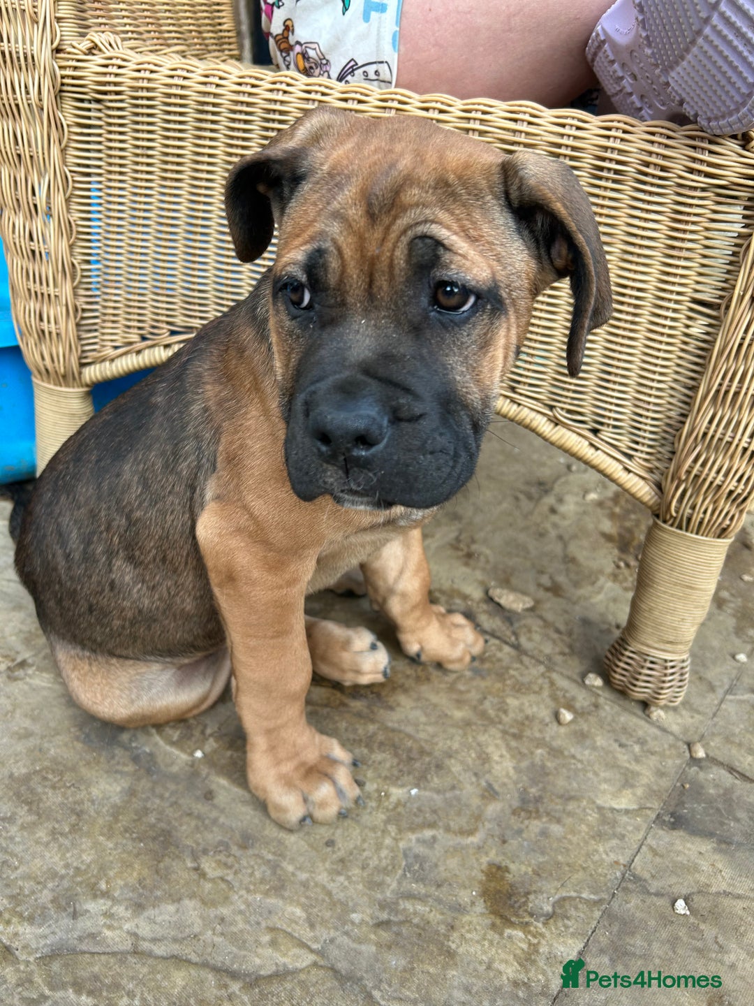 Mixed Breed dogs for sale: Beautiful boy puppy  - Image 9