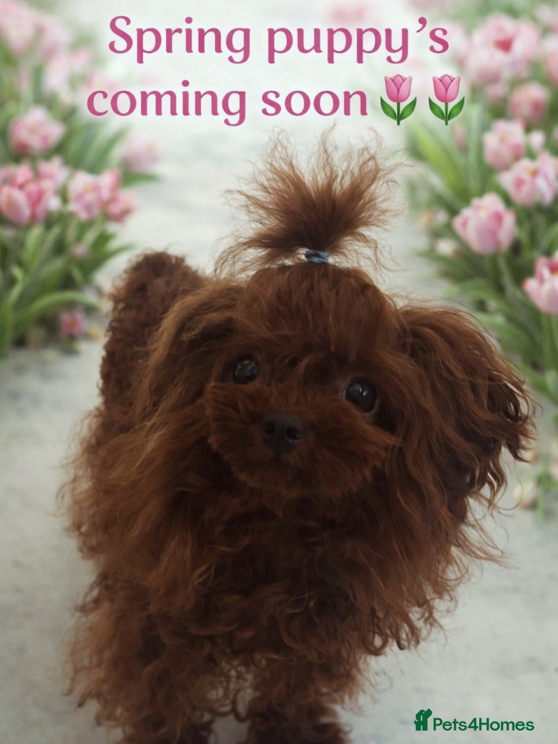 Maltipoo dogs The ONE AND ONLY 🧸 - Advert 17