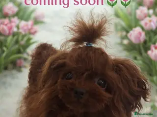 Maltipoo dogs The ONE AND ONLY 🧸 - Advert 3