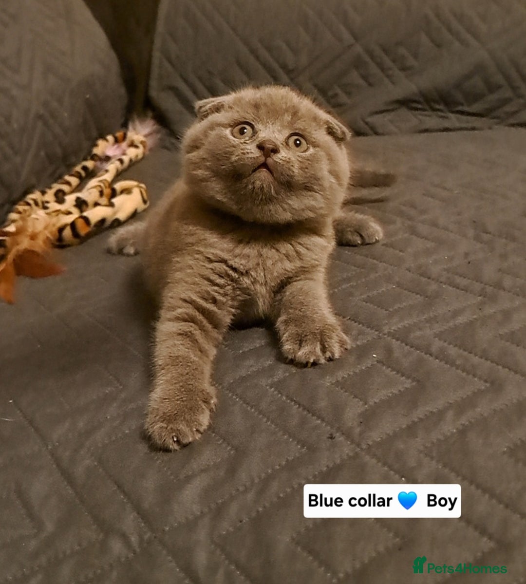 British Shorthair cats for sale: ONE KITTEN FOLD EARS IS AVAILABLE  - Advert 6