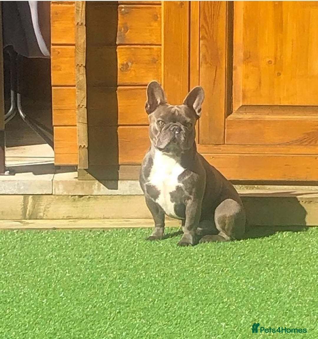 French Bulldog dogs for stud: Blue frenchie stud in Dunfermline - Image 2